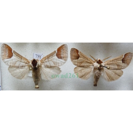 Clostera curtula (Linnaeus, 1758) pair Wzjeżka łozówka Czech78j